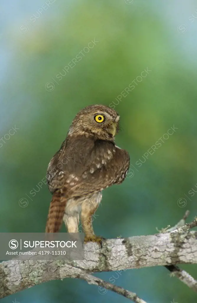 Ferruginous Pygmy-Owl (Glaucidium brasilianum) Adult, Willacy County, Rio Grande Valley, Texas, USA, June 2004