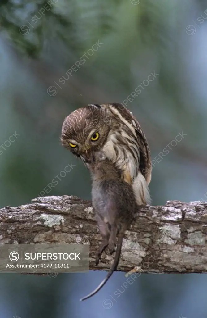 Ferruginous Pygmy-Owl (Glaucidium brasilianum) Adult eating a mouse, Willacy County, Rio Grande Valley, Texas, USA, June 2004