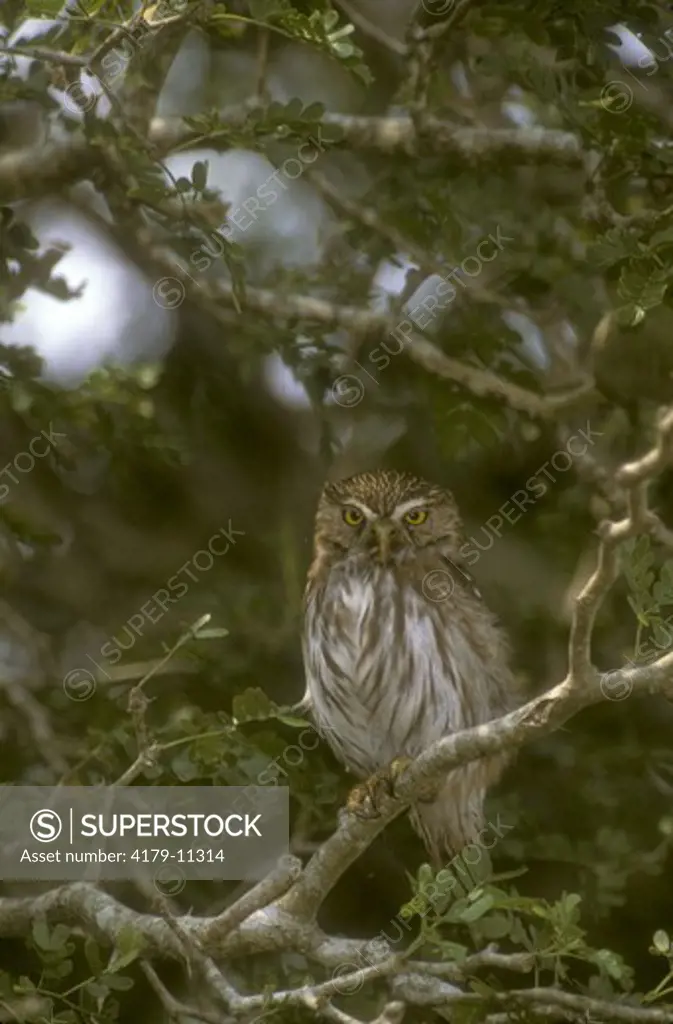 Pygmy Owl (Glacidium brassilanum), wild, Tamaulipas, Mexico