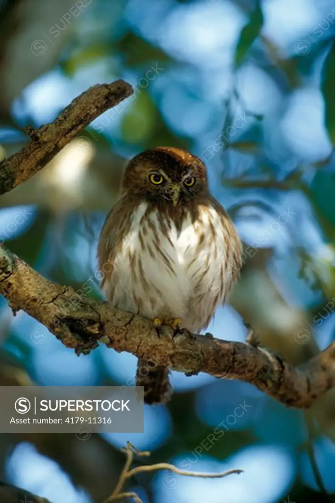 Ferruginous Pygmy Owl (Glaucidium brasilianum), wild, Pantanal, Brazil