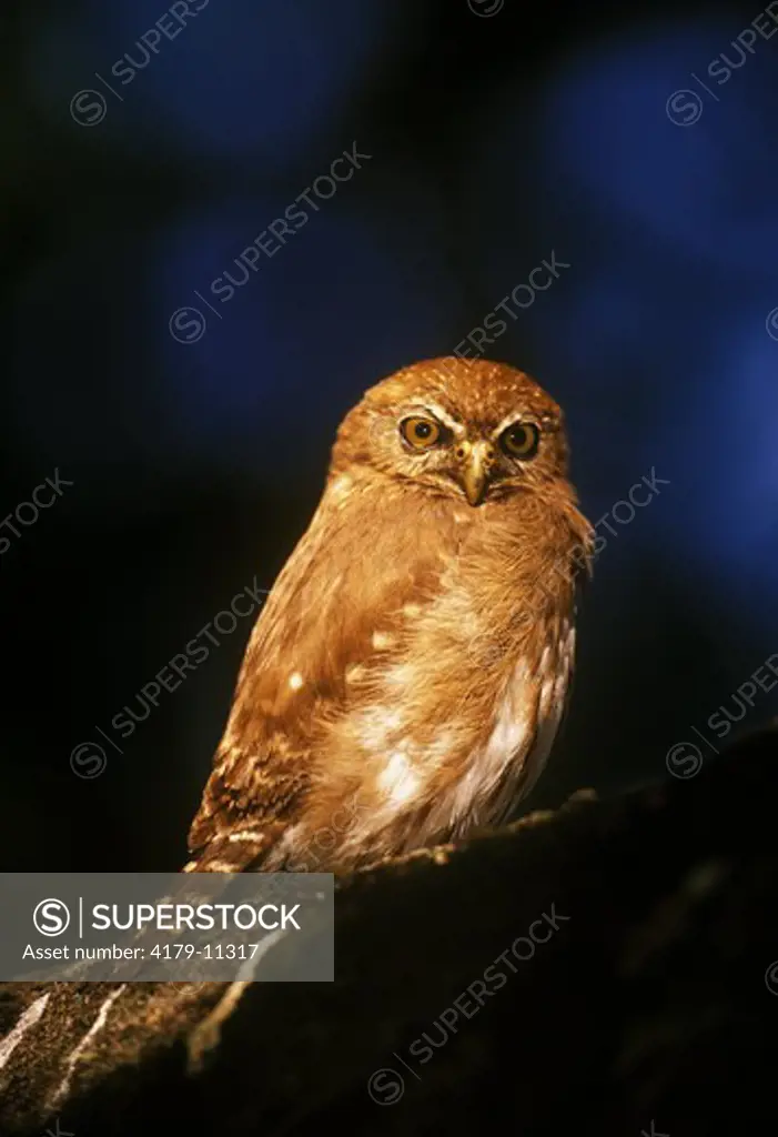 Ferruginous Pygmy Owl (Glaucidium brasilianum), wild, Pantanal, Brazil
