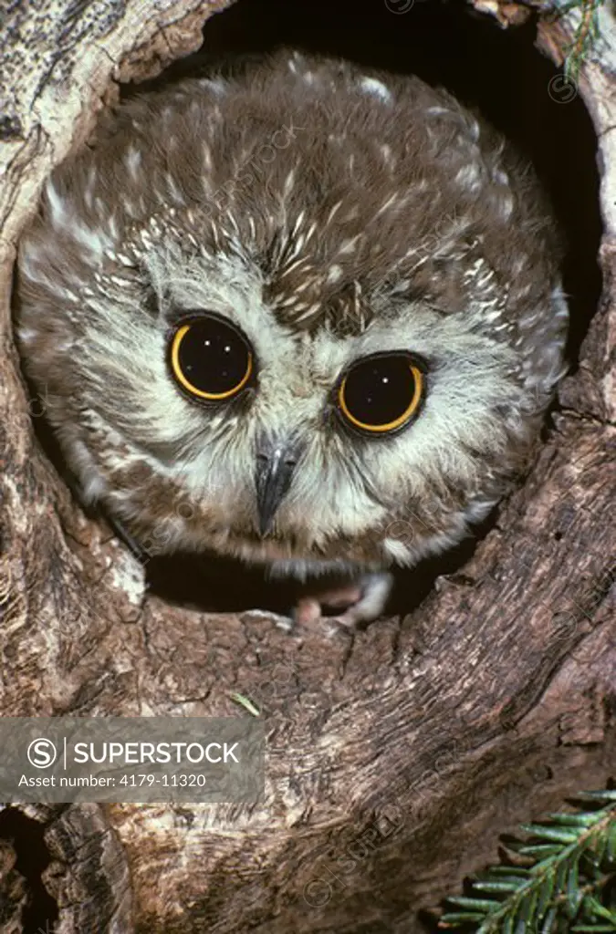 Saw Whet Owl (Aegolius acadicus)