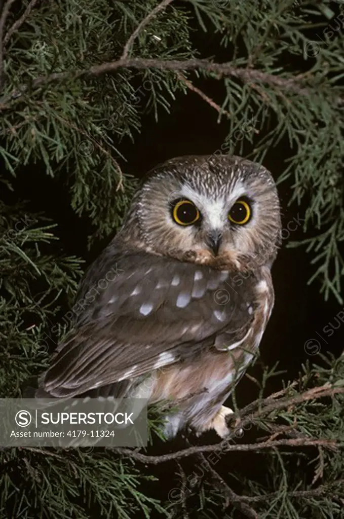 Saw-whet Owl (Aegolius acadicus) PA