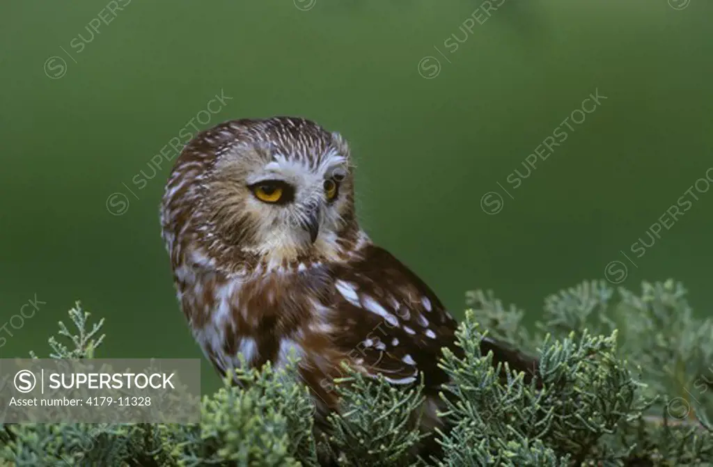 Saw-whet Owl in Juniper (Aegolius acadicus) Colorado Springs, Colorado