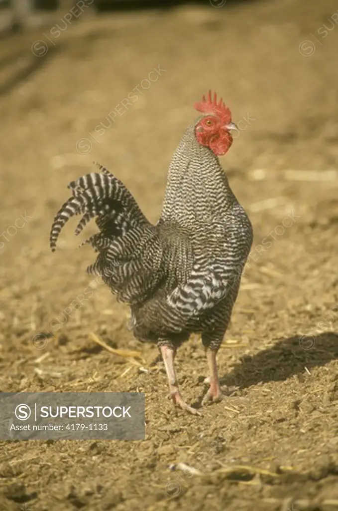 Barred Rock Chicken  (Gallus gallus domestica)  N. America