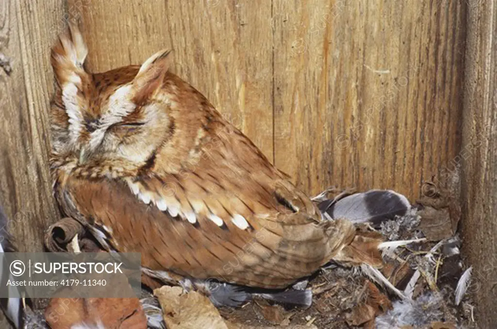 Eastern Screech Owl (Otus asio) Sleeping in Nest Box