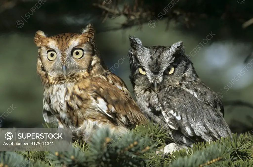 Screech Owls (Otus asio), red & gray Phase variation, IC, Pine Co., Minnesota