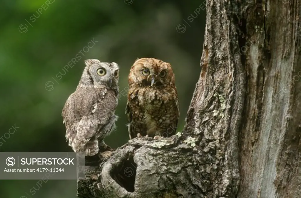Eastern Screech Owls, Red Phase and Grey Phase, Minnesota (Otus asio)