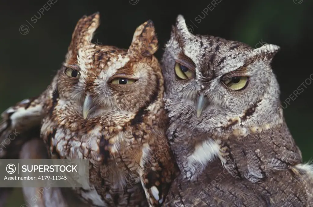 Screech Owl (Otus asio) pair, two color morphs, Florida