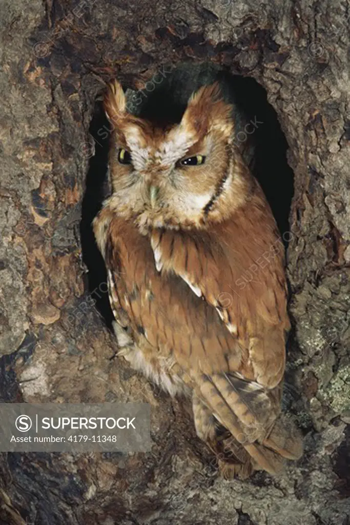 Screech Owl (Otus asio)  Red Phase Adirondack Mtns. Y