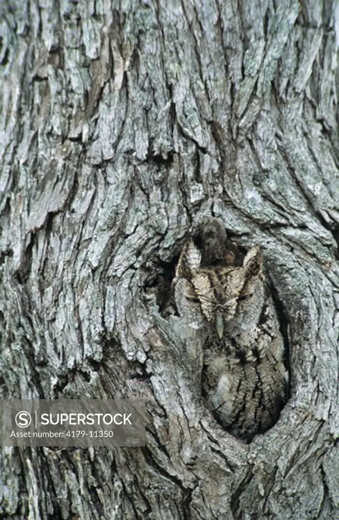 Eastern Screech-Owl (Megascops asio) Adult in hole in mesquite tree camouflaged, Willacy County, Rio Grande Valley, Texas, USA, May 2004 camouflage