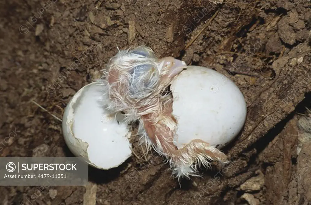 Screech Owl Young hatching from Egg (Otus asio)