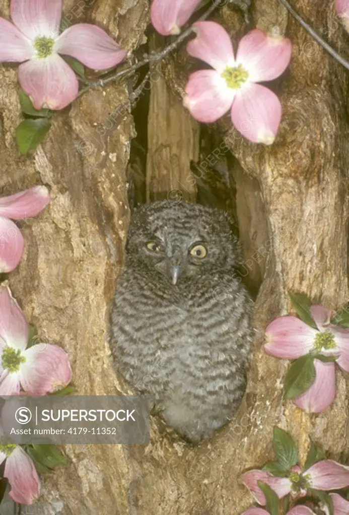 Eastern Screech Owl (Otus asio) 2 weeks old & Flowering Dogwood