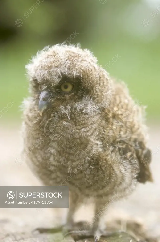 Tropical Screech Owl Chick (Otus choliba), Brazil