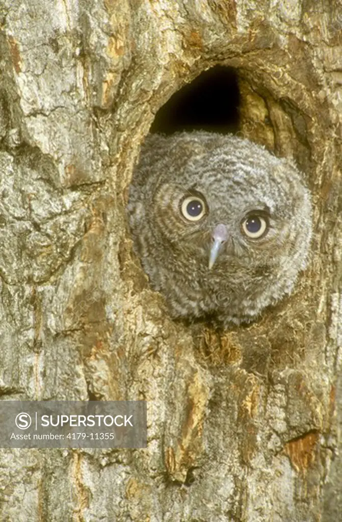 Screech Owl (Otus asio), Owlet in natural nest hole, PA
