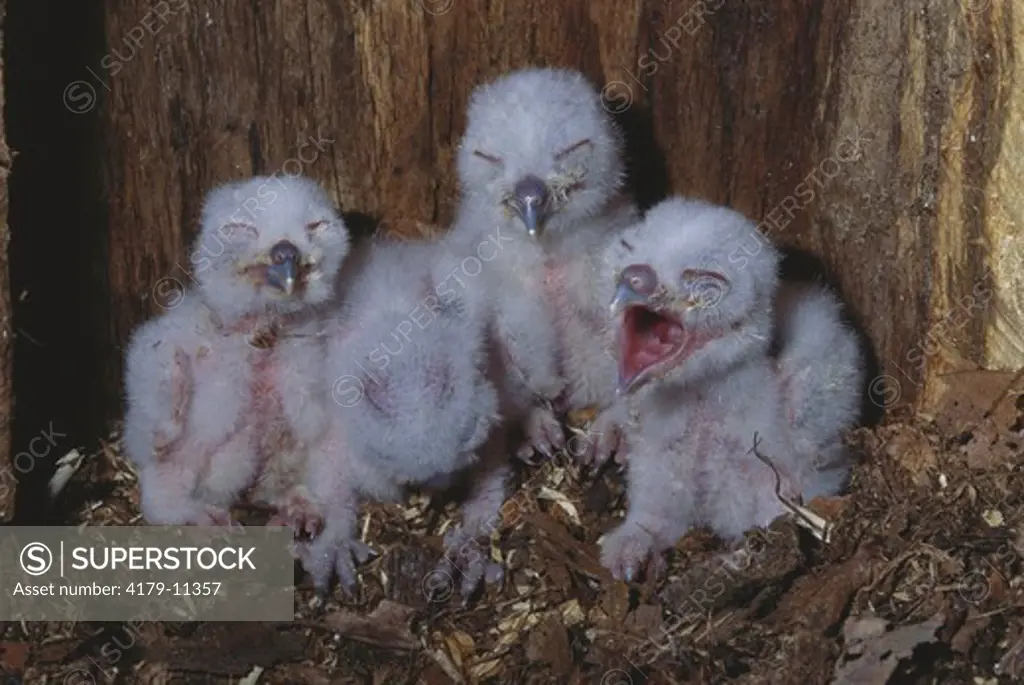 Eastern Screech Owlet Nesting (Otus asio) 4 Days Old/PA