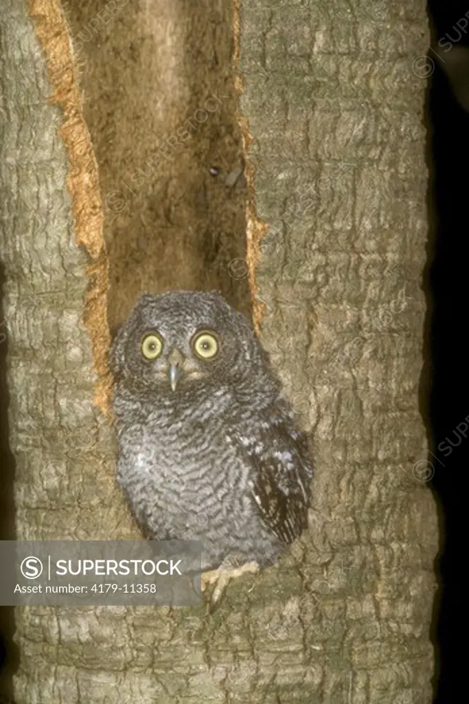 Eastern Screech Owl (Otus asio) Fledgling