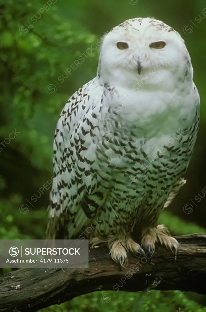 Snowy Owl (Nyctea scandiaca) Northwest Trek,  Eatonville, Washington   Velvia