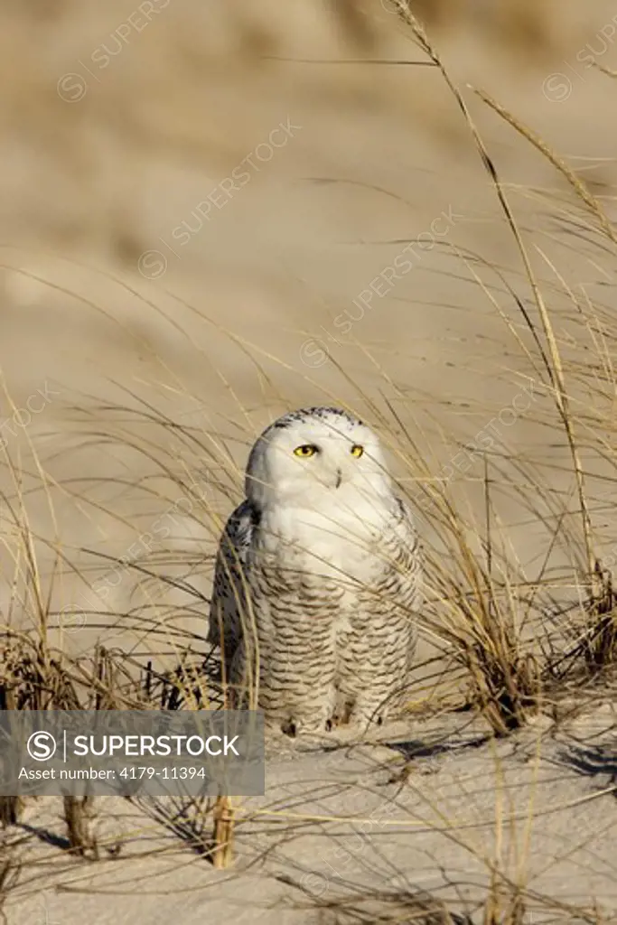 Snowy Owl (Nyctea scandiaca) Jones Beach, Long Island, New York  Monday, December 29, 2008 digital capture