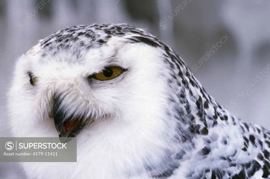 Snowy Owl (Nyctea scandiaca), AK