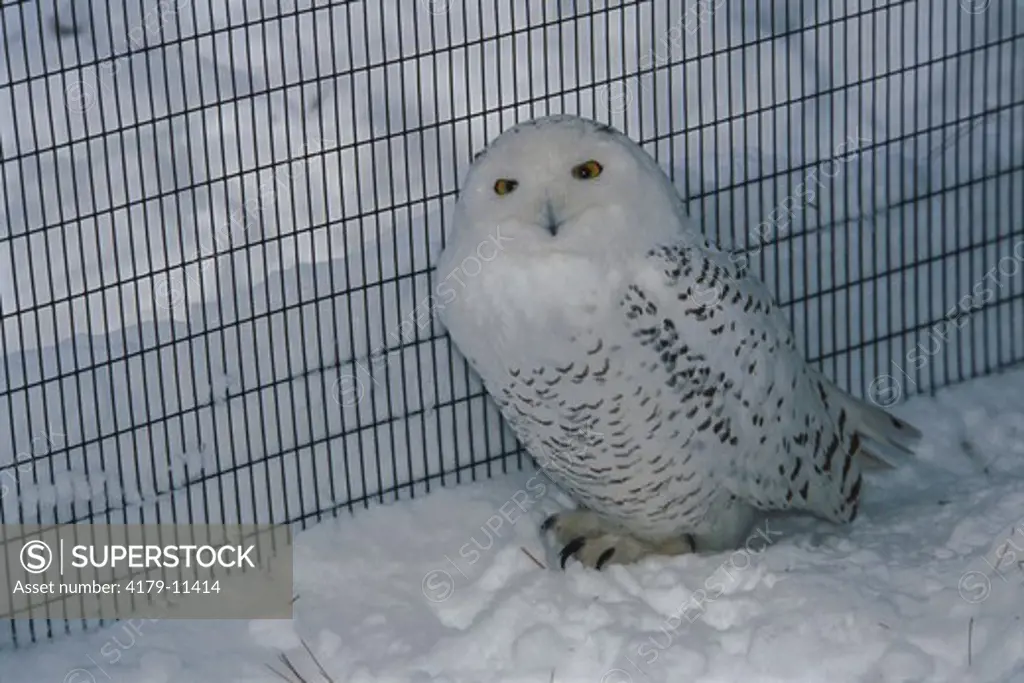Snowy Owl (Nyctea scandiaca), Bergen County Zoo, Paramus, NJ