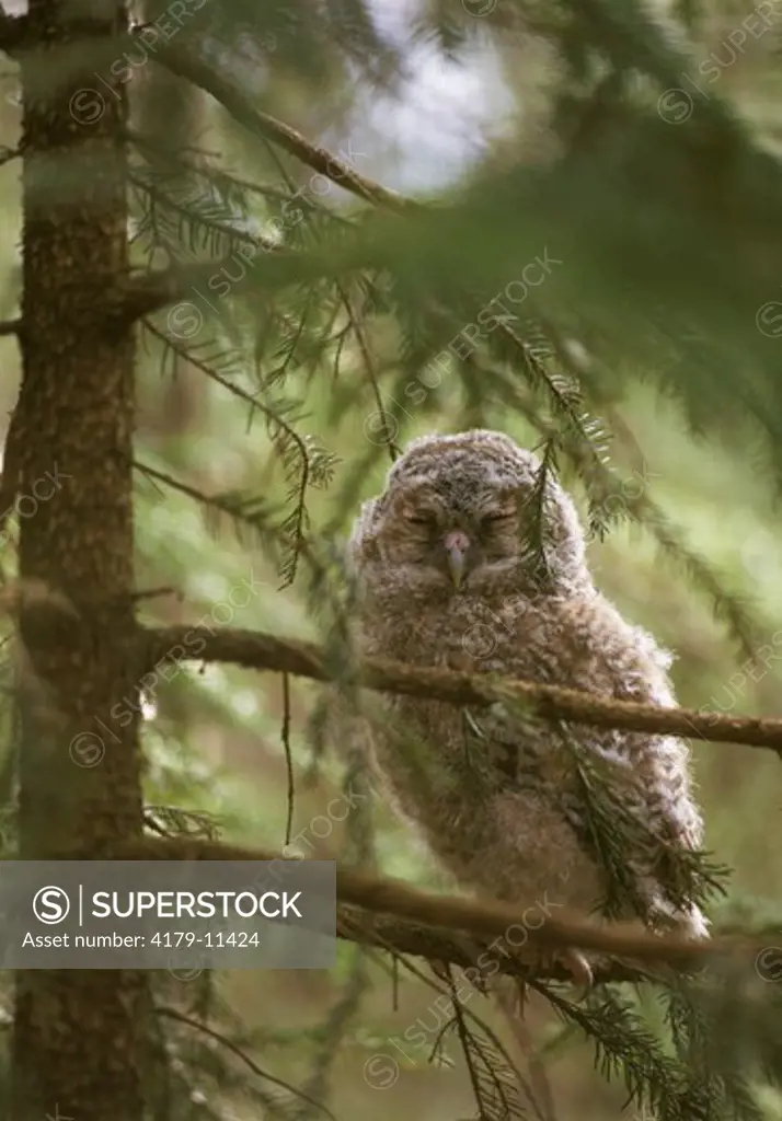 Young Tawny Owl (Strix aluco) in Spruce, Jarvso, Halsingland, Sweden asleep