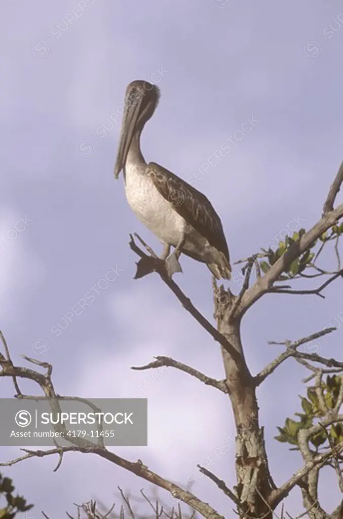 Brown Pelican (Pelecanus occidentalis), sub adult resting on Branch, Florida