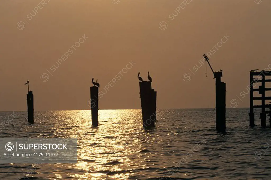 Brown Pelicans on Pilings by Oil Rig, Gulf of Mexico, LA (Pelecanus occidentalis)