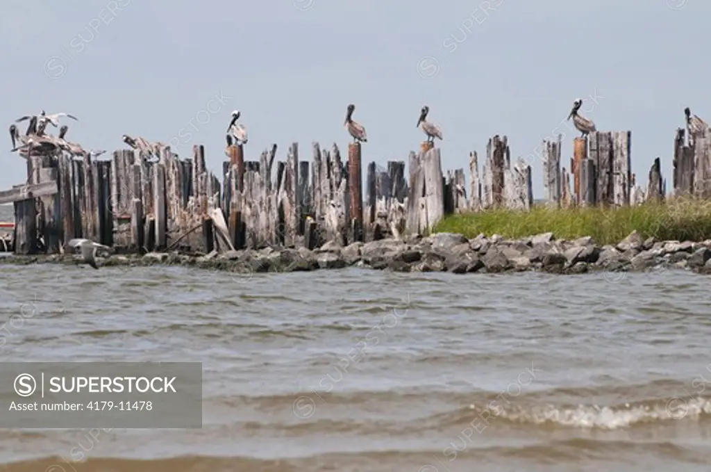 Brown Pelicans (Pelecanus occidentalis) rest on pilings from an old oil platform near rookery on Breton Island with deepwater horizon oil spill nearby.  Breton Island NWR, LA, May 7, 2010