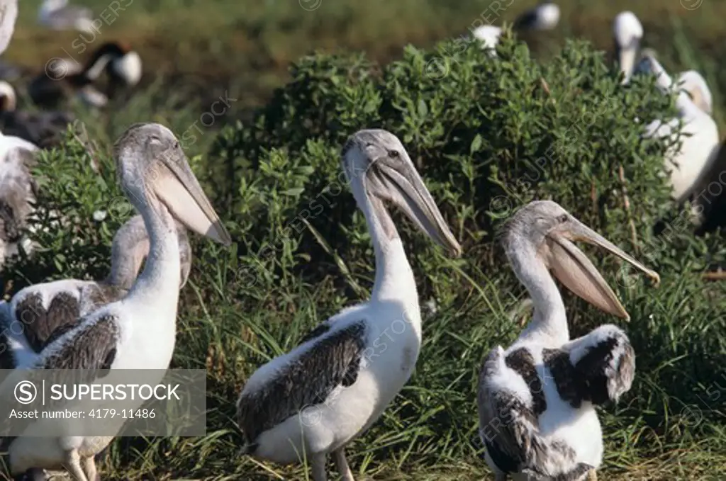 Young Brown Pelicans at nesting colony (Pelecanus occidentalis), LA, Queen Bess Island, Louisiana May