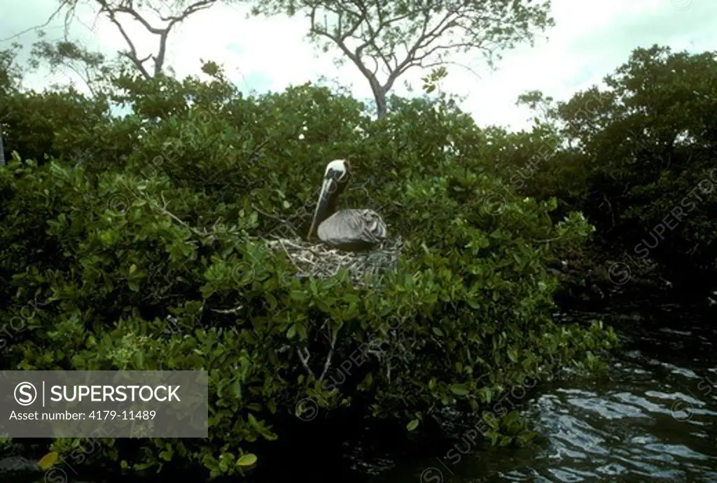 Brown Pelican on nest (Pelecanus occidentalis) in white mangroves Isabela Is. Galapagos