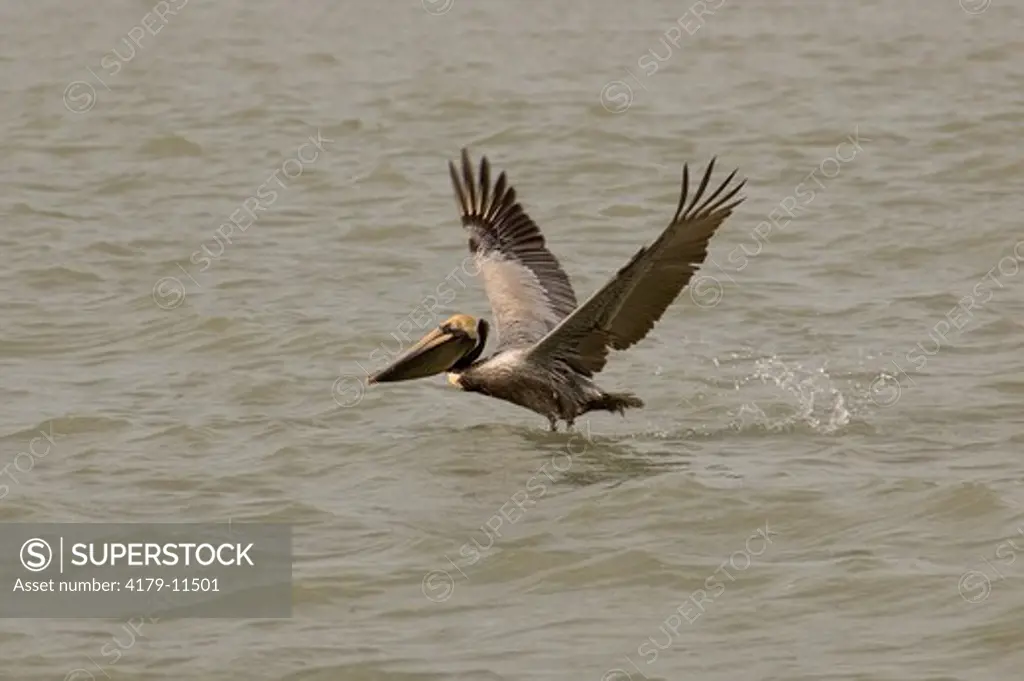 Brown Pelican (Pelecanus occidentalis) Marco Island,Fl