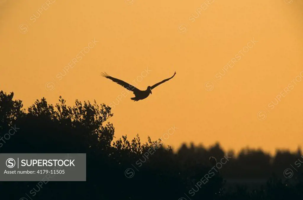 Brown Pelican Silhouette in Flight, Pelican Island NWR, FL (Pelecanus occidentalis)