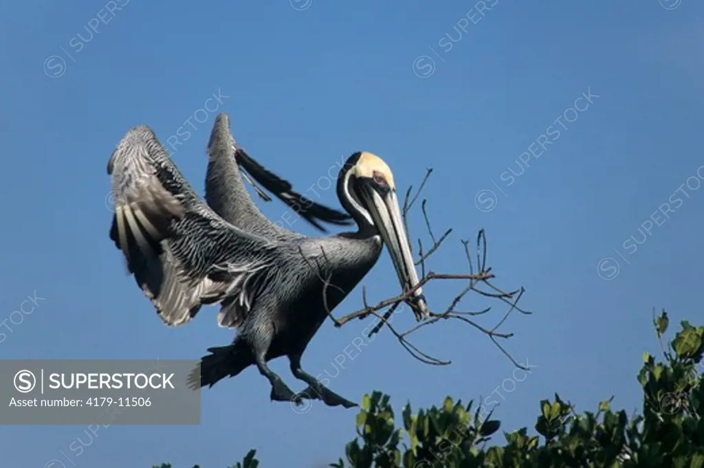 Eastern Brown Pelican (Pelecanus occidentalis carolinensis) in Flight, Landing with Nesting Material, Florida