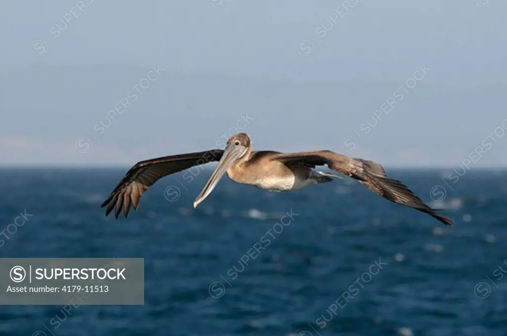 Brown Pelican (Pelecanus occidentalis), Coronado Islands (Islas Coronado or Islas Coronados), Mexico, digital capture