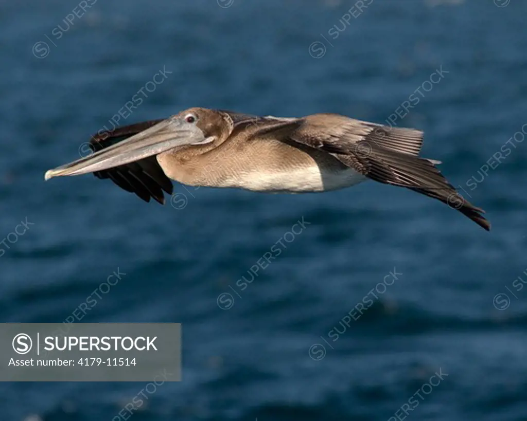 Brown Pelican (Pelecanus occidentalis), Coronado Islands (Islas Coronado or Islas Coronados), Mexico, digital capture