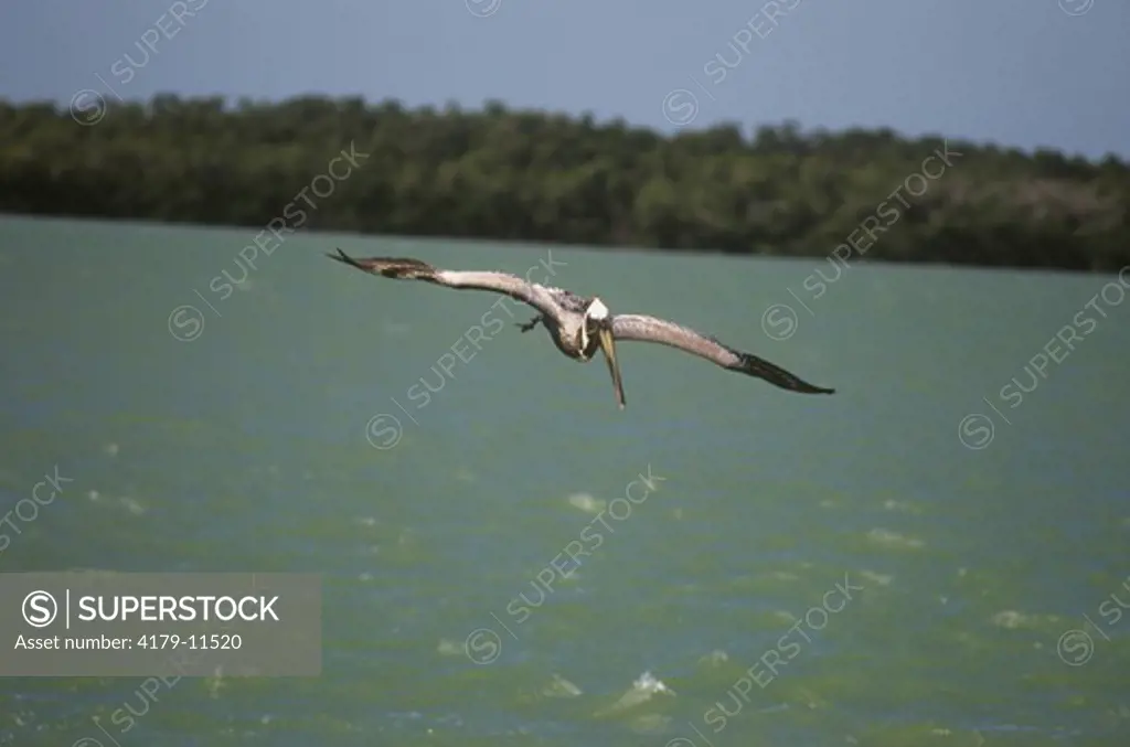 Brown Pelican Diving (Pelcanus occidentalis) Marco Island - Florida