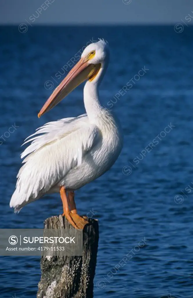 American White Pelican (Pelecanus erythrorhynchos) Texas City, Texas