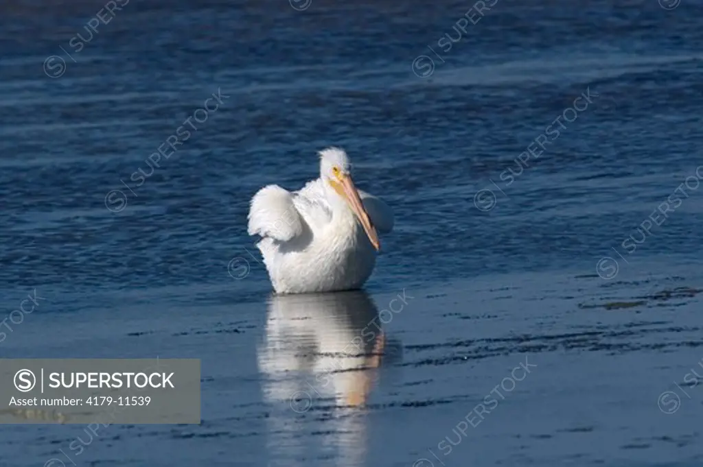 White Pelican (Pelecanus erythrorhynchos) Ding Darling Wildlife Refuge,Fl