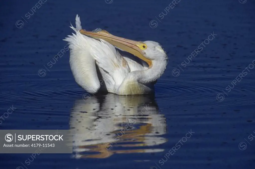 White Pelican preening (Pelecanus erythrorhynchus), SW FL