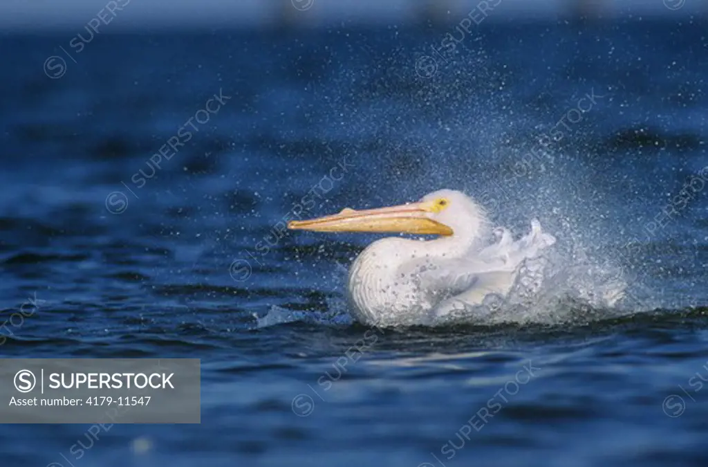American White Pelican (Pelecanus erythrorhynchos) Adult bathing, Rockport, Texas, USA, December 2003