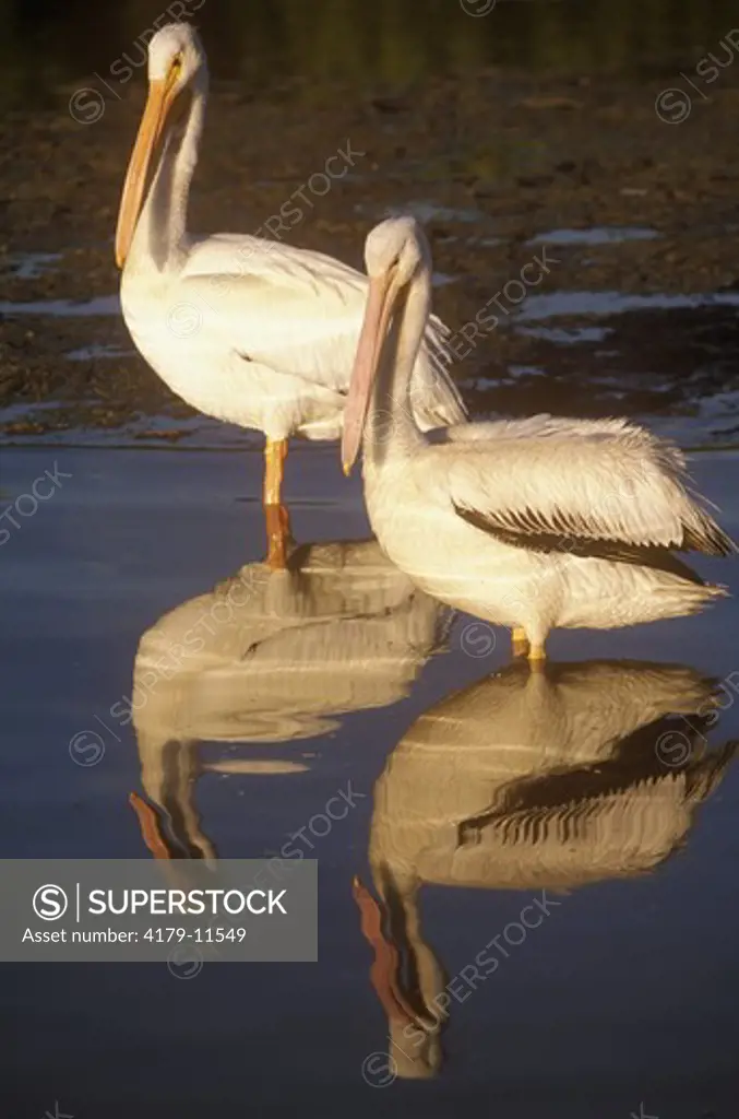 White Pelican Florida