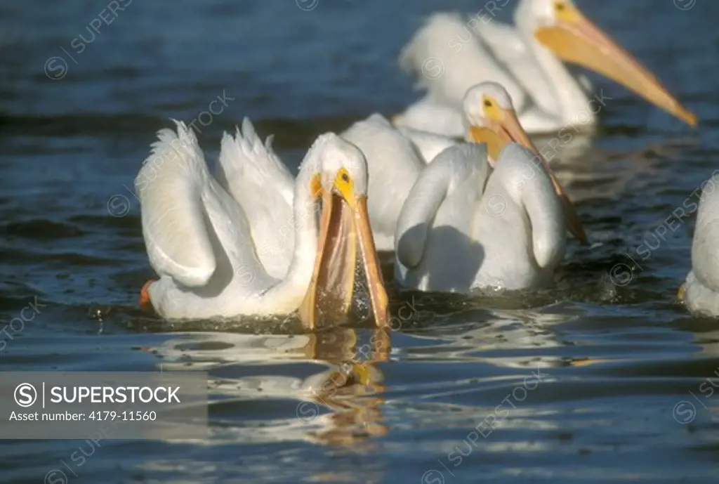 White Pelicans feeding (Pelecanus erythrorhynchus), SW FL