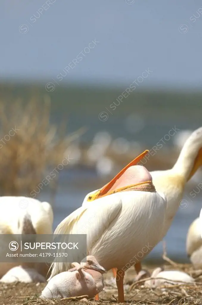 White Pelican MT
