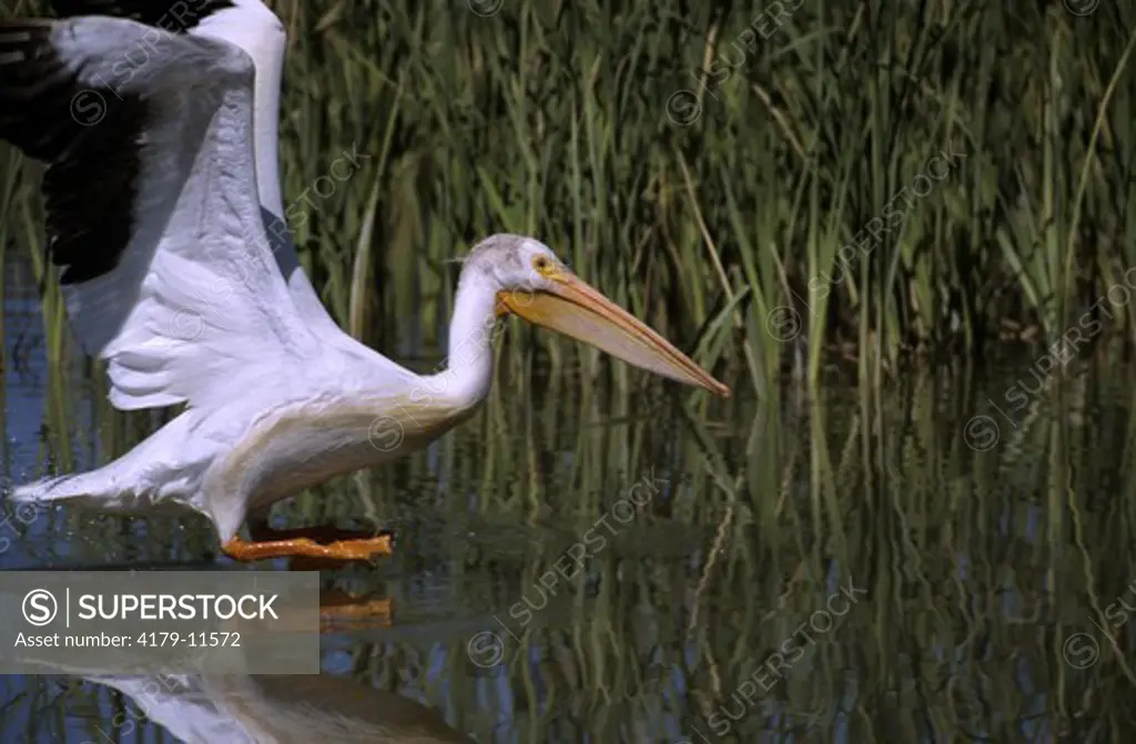 Am. White Pelican (Pelecanus erythrorhynchos) in flight Bear River M.B.R., UT