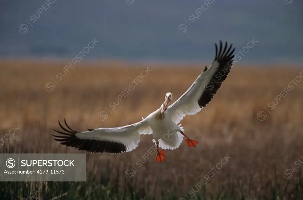 American White Pelican (Pelecanus erythrorhynchos) landing, Bear River MBR, UT