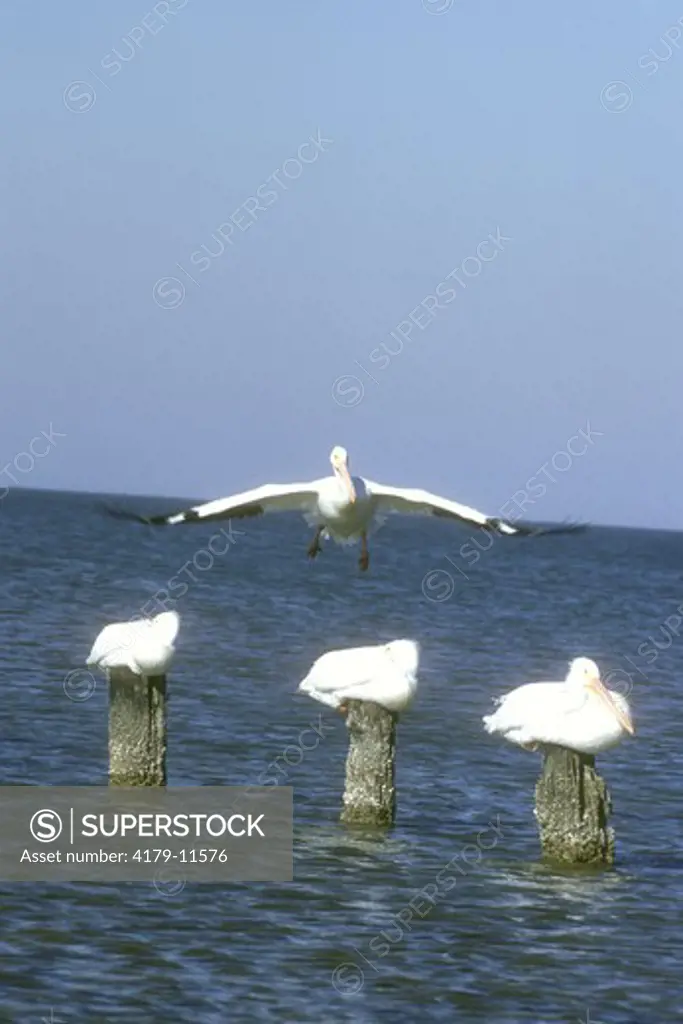 American White Pelicans (Pelecanus erythrorhynchos) Texas City, Texas