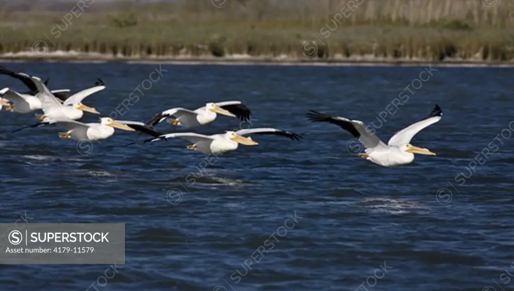 White Pelicans fly along Matagorda Island (Pelecanus erythrorhynochos), Texas