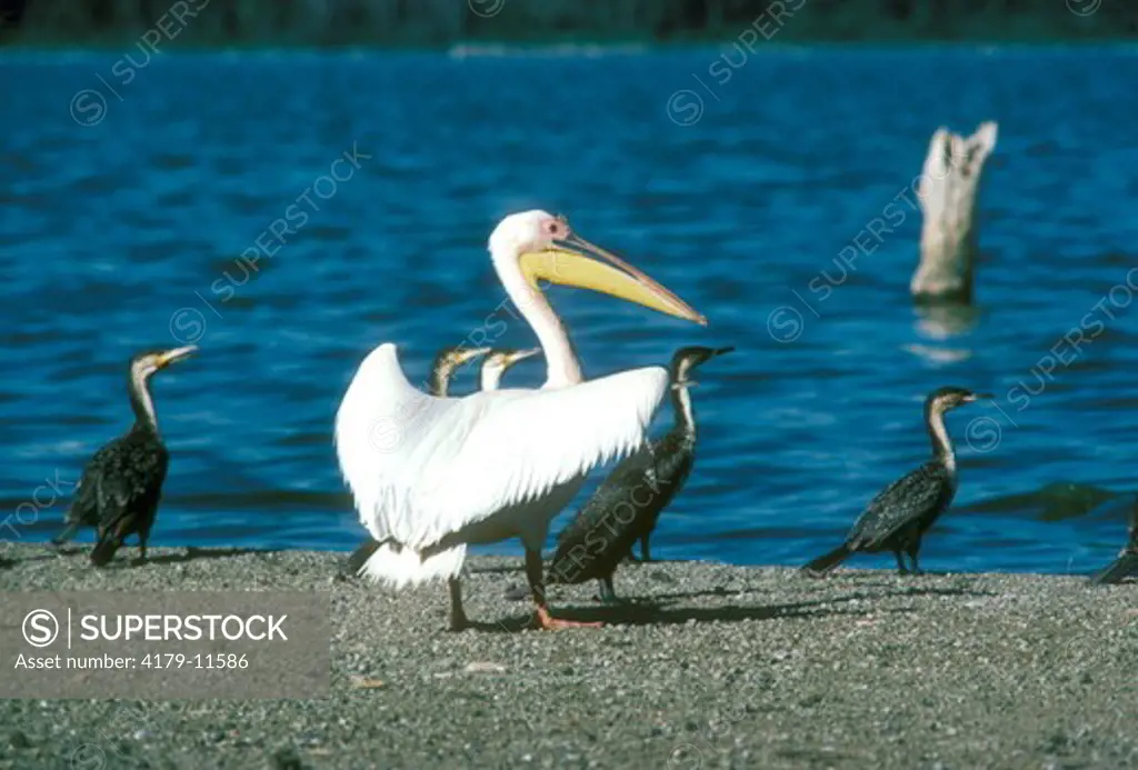 White Pelican (Pelecanus onocrotalus) & White-necked Cormorants - Lake Nakuru NP Kenya (Phalacrocorax carbo)