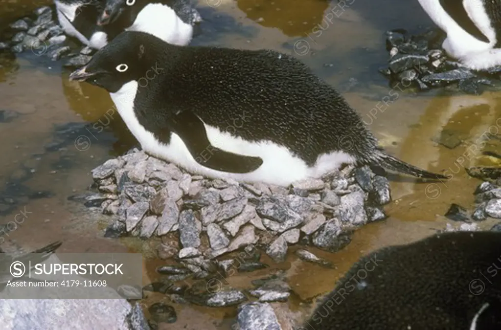 Adelie Penguin in Flooded Rookery (Pygoscelis adeliae) rock nest   Antarctic Peninsula